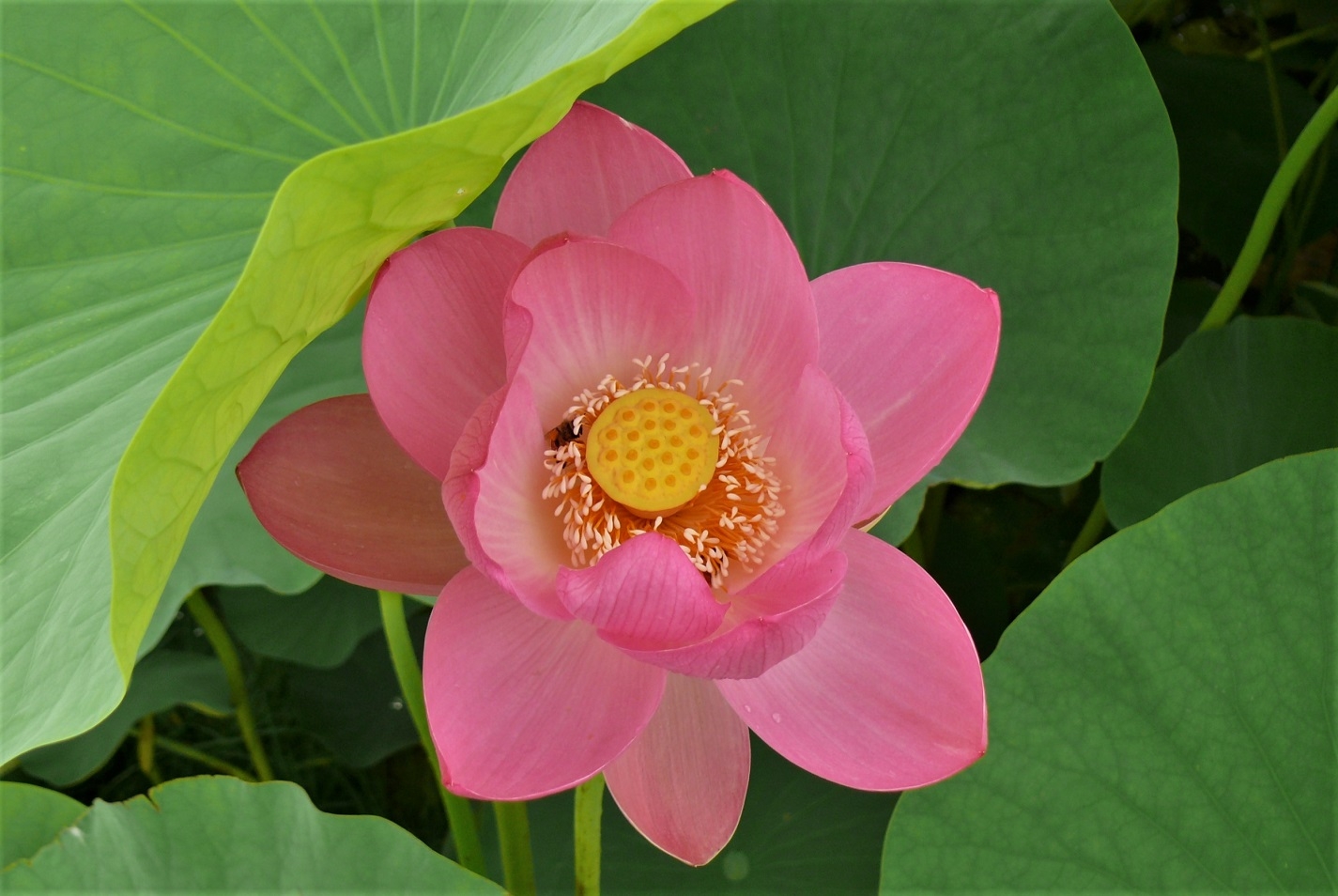 http://www.alpico.co.jp/shikinomori/news/images/P1340009.JPG