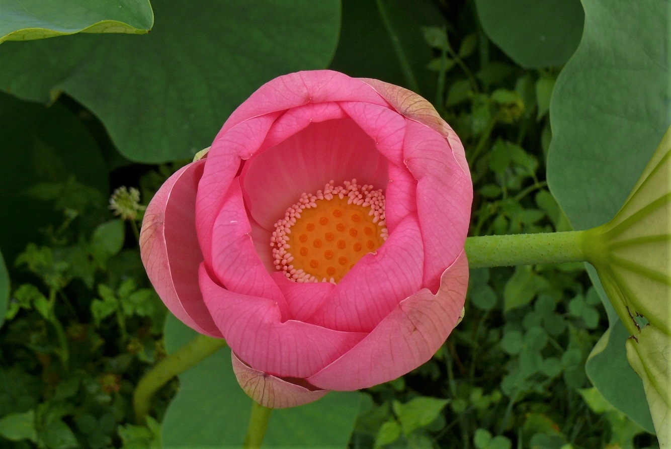 http://www.alpico.co.jp/shikinomori/news/images/P1340011.JPG