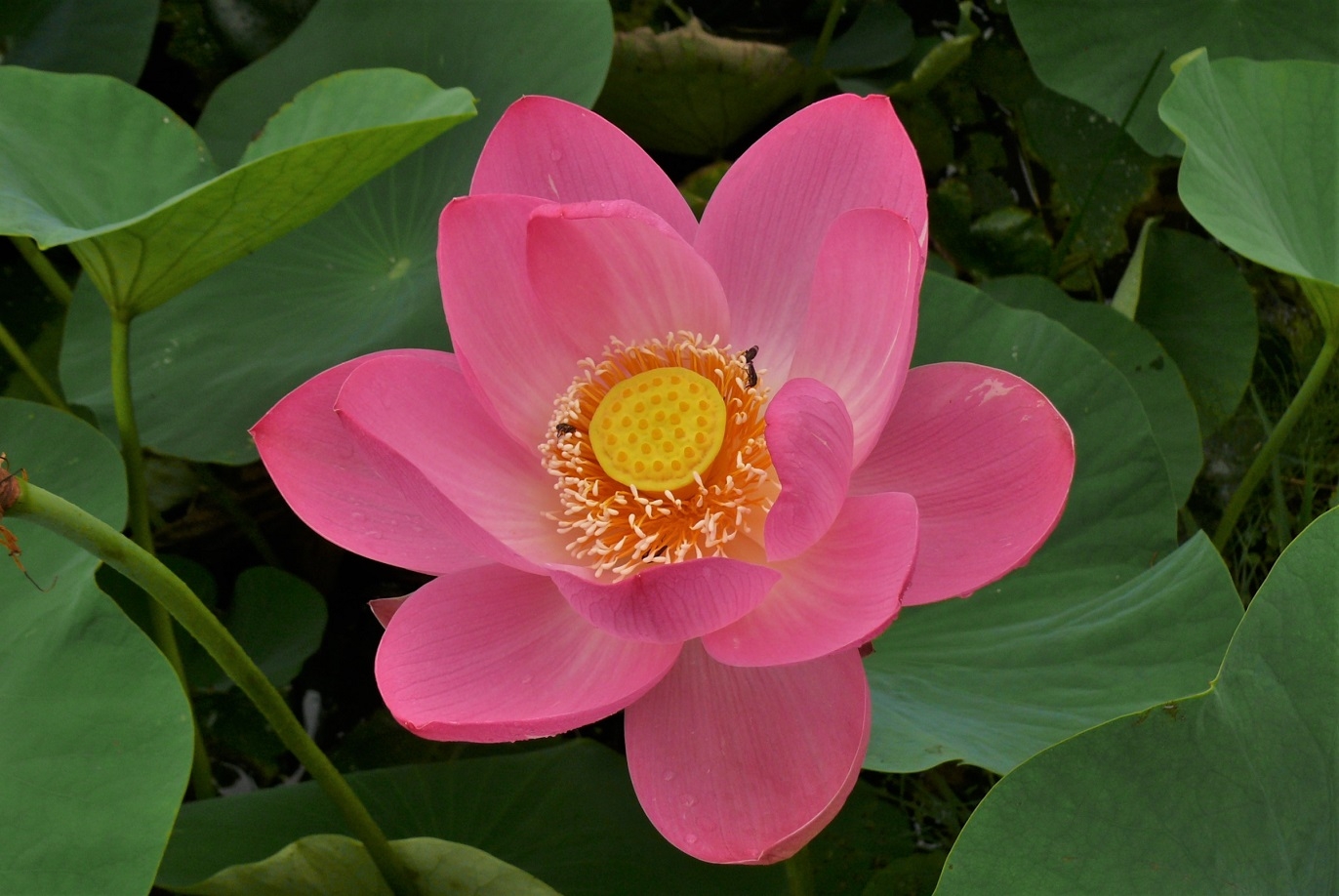 http://www.alpico.co.jp/shikinomori/news/images/P1340017.JPG