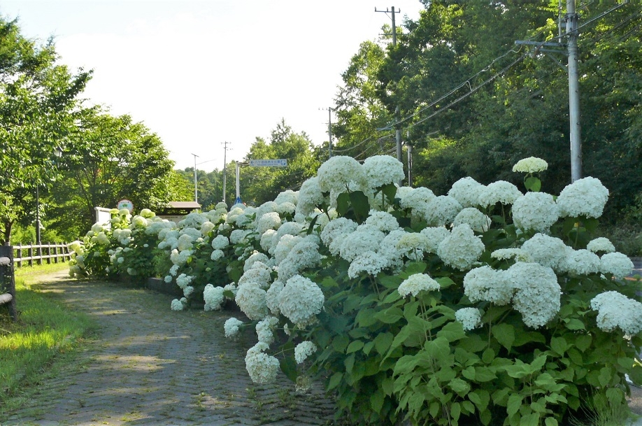 http://www.alpico.co.jp/shikinomori/news/images/P1340103.JPG