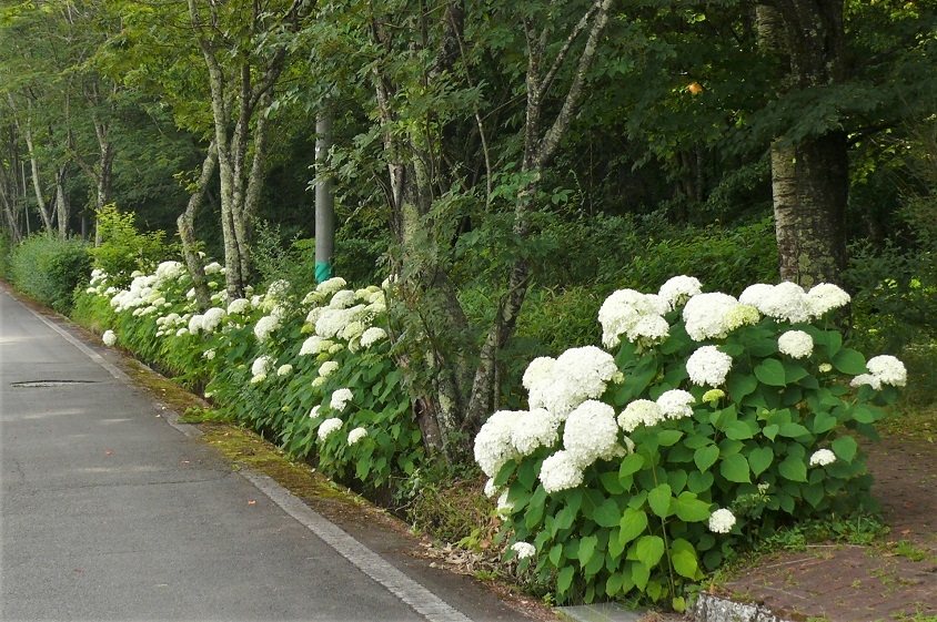 http://www.alpico.co.jp/shikinomori/news/images/P1340187.JPG