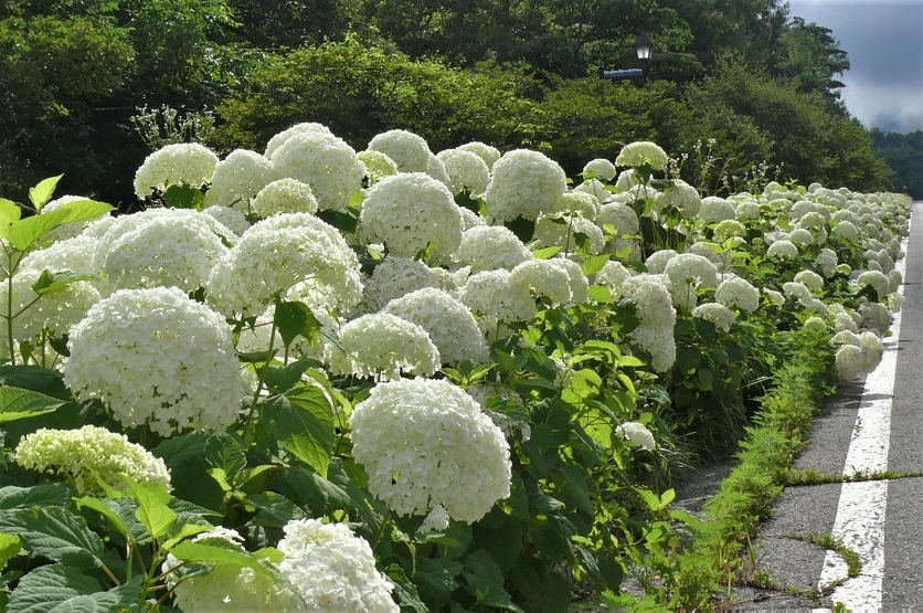 http://www.alpico.co.jp/shikinomori/news/images/P1340216.JPG