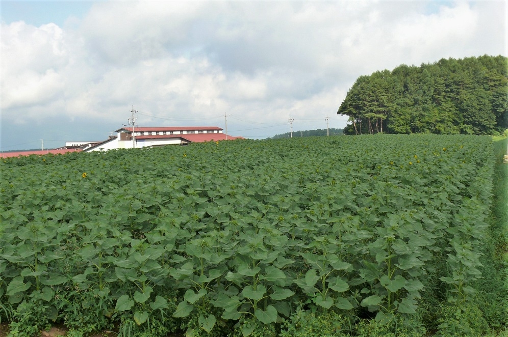 http://www.alpico.co.jp/shikinomori/news/images/P1340231.JPG