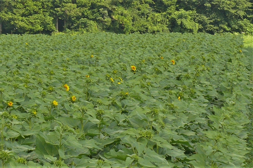 http://www.alpico.co.jp/shikinomori/news/images/P1340232.JPG