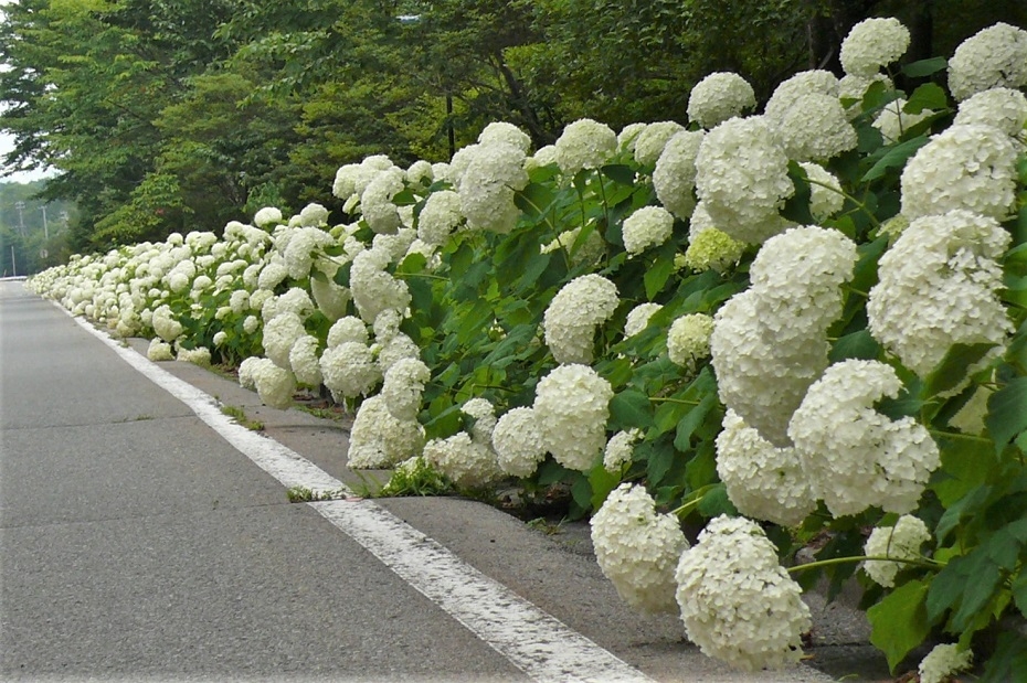 http://www.alpico.co.jp/shikinomori/news/images/P1340269.JPG