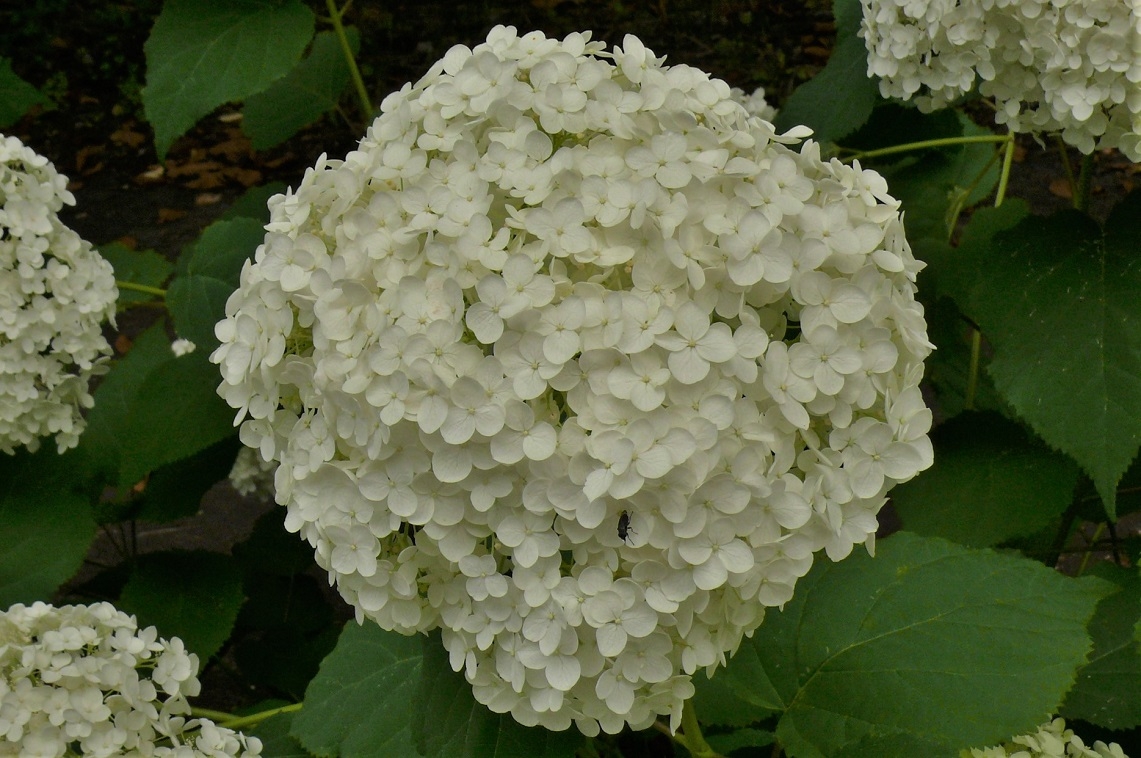 http://www.alpico.co.jp/shikinomori/news/images/P1340273.JPG