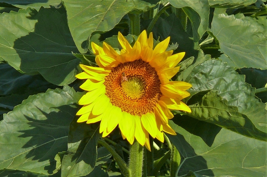 http://www.alpico.co.jp/shikinomori/news/images/P1340374.JPG