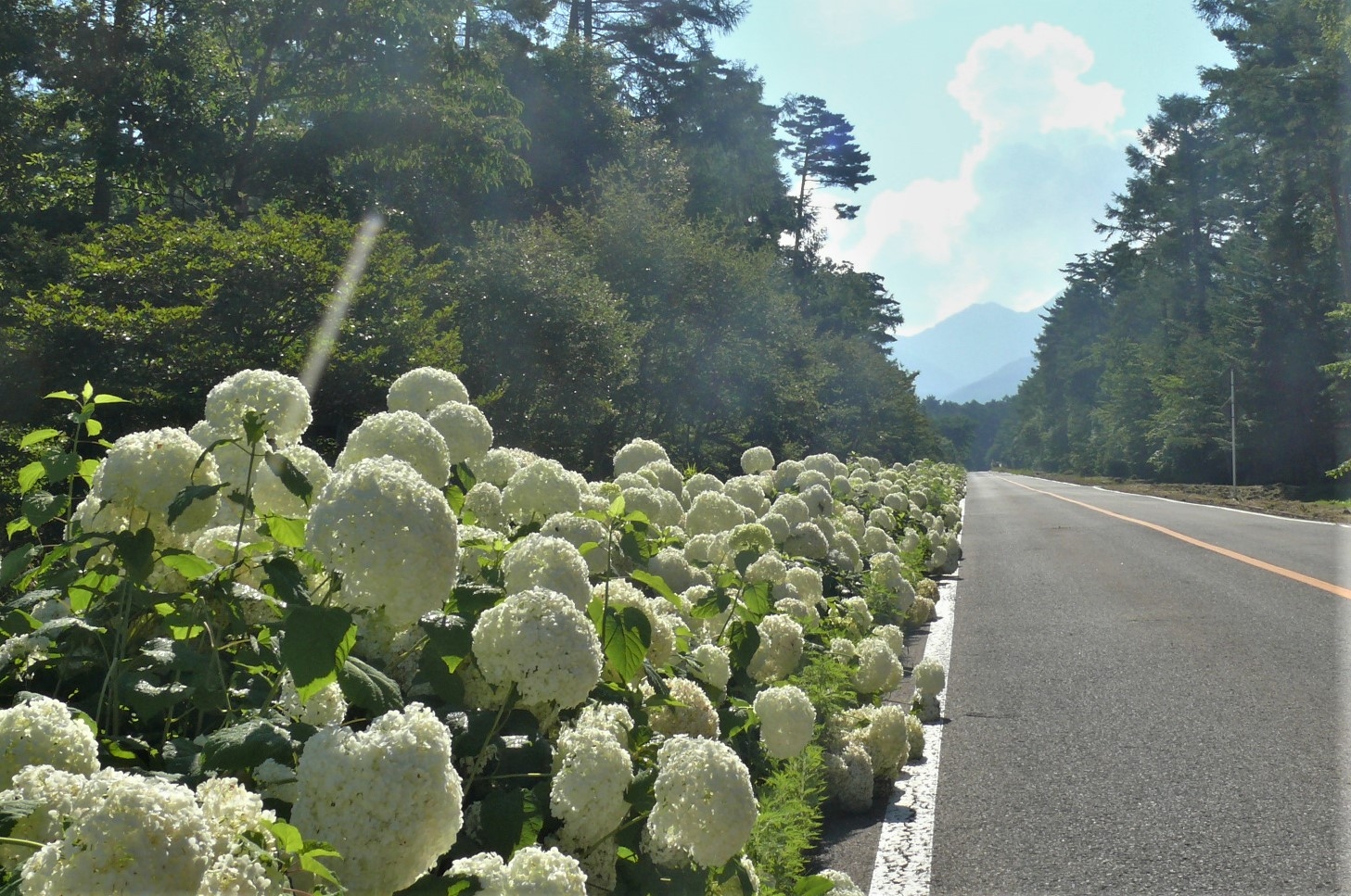http://www.alpico.co.jp/shikinomori/news/images/P1340447.JPG
