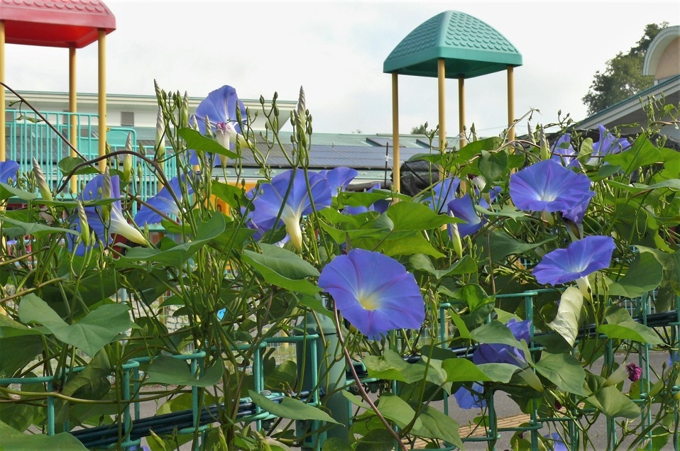 http://www.alpico.co.jp/shikinomori/news/images/P1340469.JPG