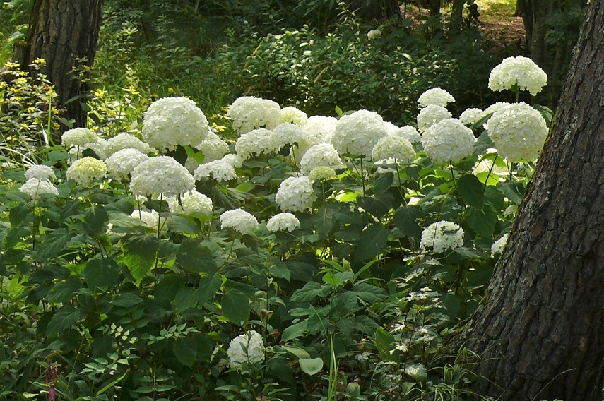 http://www.alpico.co.jp/shikinomori/news/images/P1340486.JPG