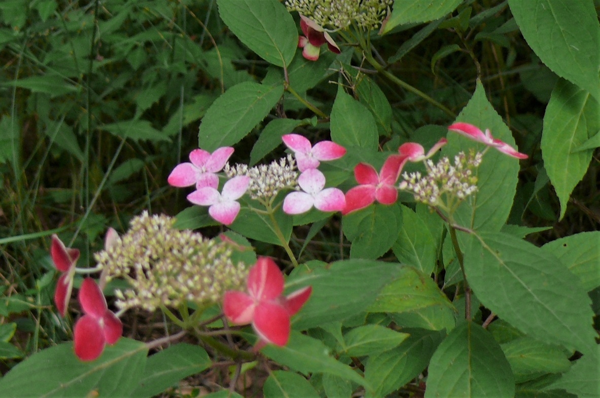 http://www.alpico.co.jp/shikinomori/news/images/P1340492.JPG