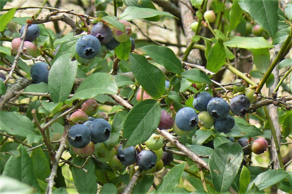 http://www.alpico.co.jp/shikinomori/news/images/P1340498.JPG