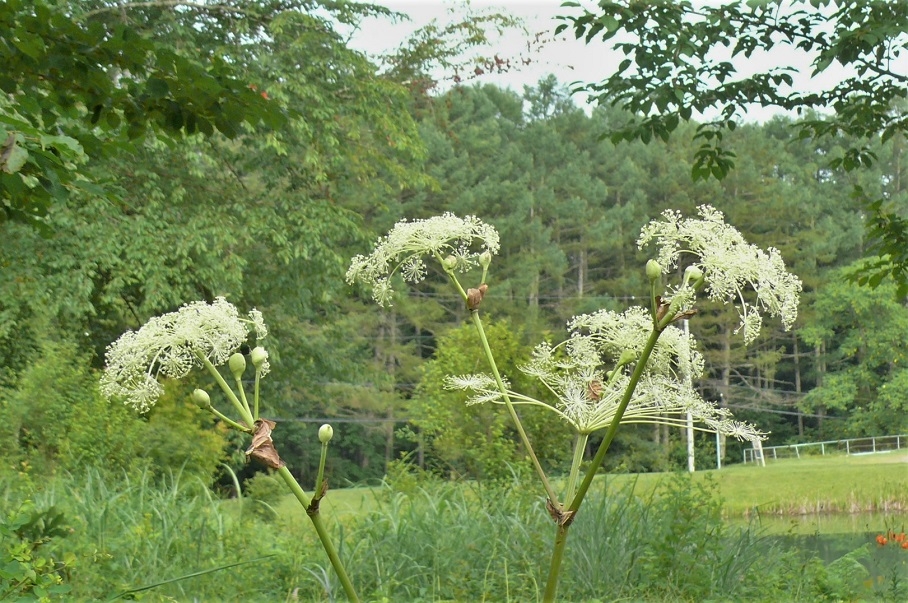 http://www.alpico.co.jp/shikinomori/news/images/P1340593.JPG