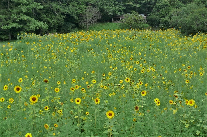 http://www.alpico.co.jp/shikinomori/news/images/P1340675.JPG