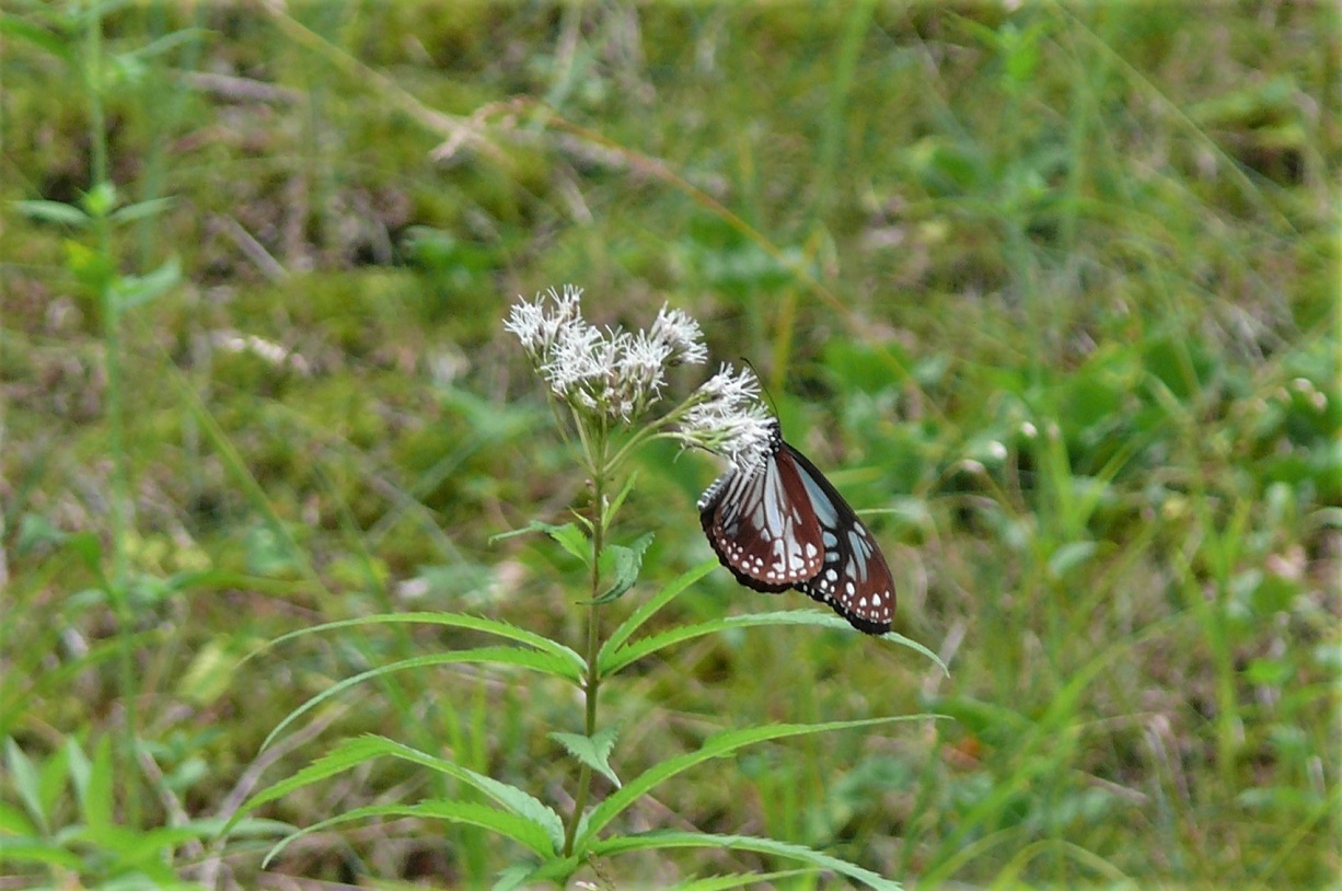 http://www.alpico.co.jp/shikinomori/news/images/P1340694.JPG