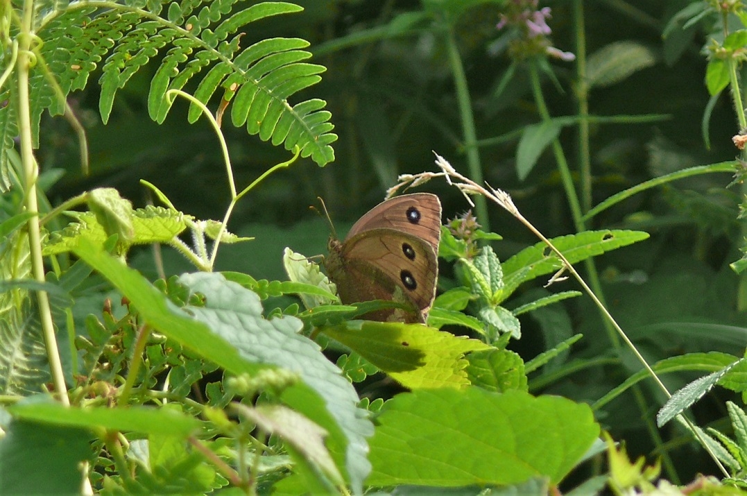 http://www.alpico.co.jp/shikinomori/news/images/P1350039.JPG