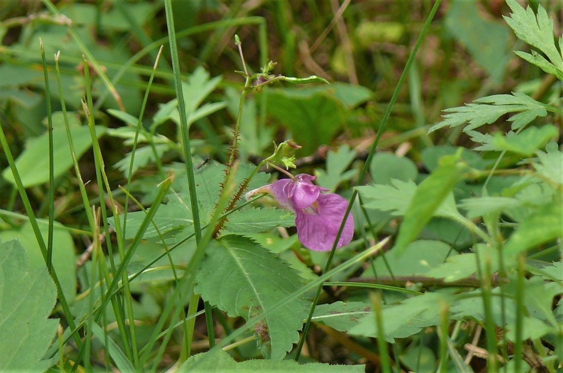 http://www.alpico.co.jp/shikinomori/news/images/P1350387.JPG