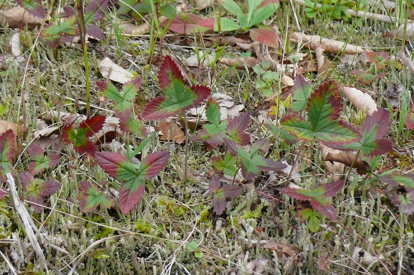 http://www.alpico.co.jp/shikinomori/news/images/P1350747.JPG