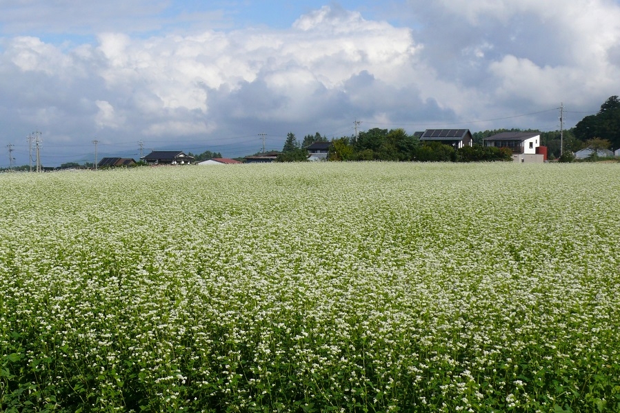 http://www.alpico.co.jp/shikinomori/news/images/P1350936.JPG