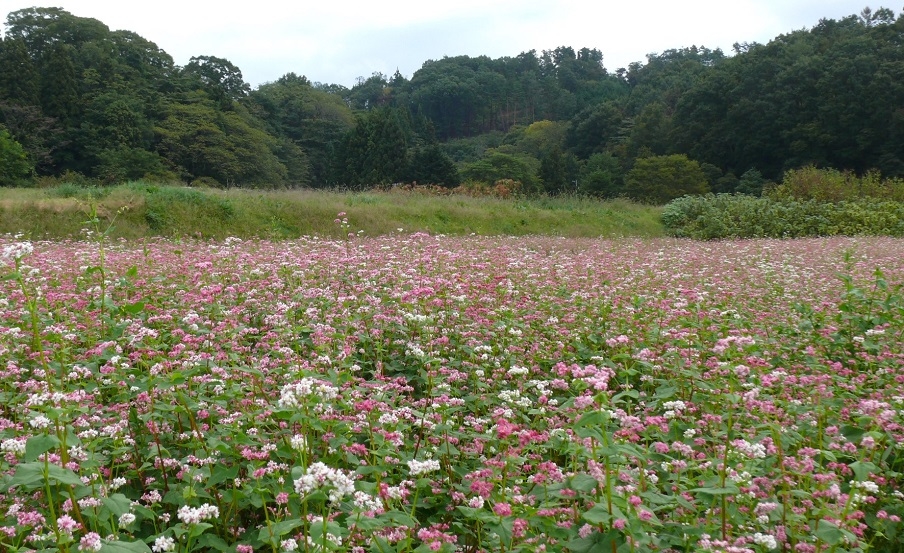 http://www.alpico.co.jp/shikinomori/news/images/P1360393.JPG