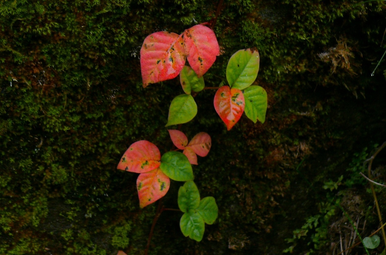 http://www.alpico.co.jp/shikinomori/news/images/P1360491.JPG