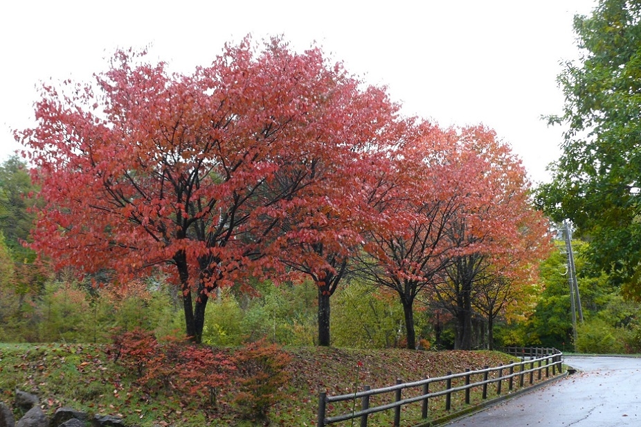 http://www.alpico.co.jp/shikinomori/news/images/P1360750.JPG