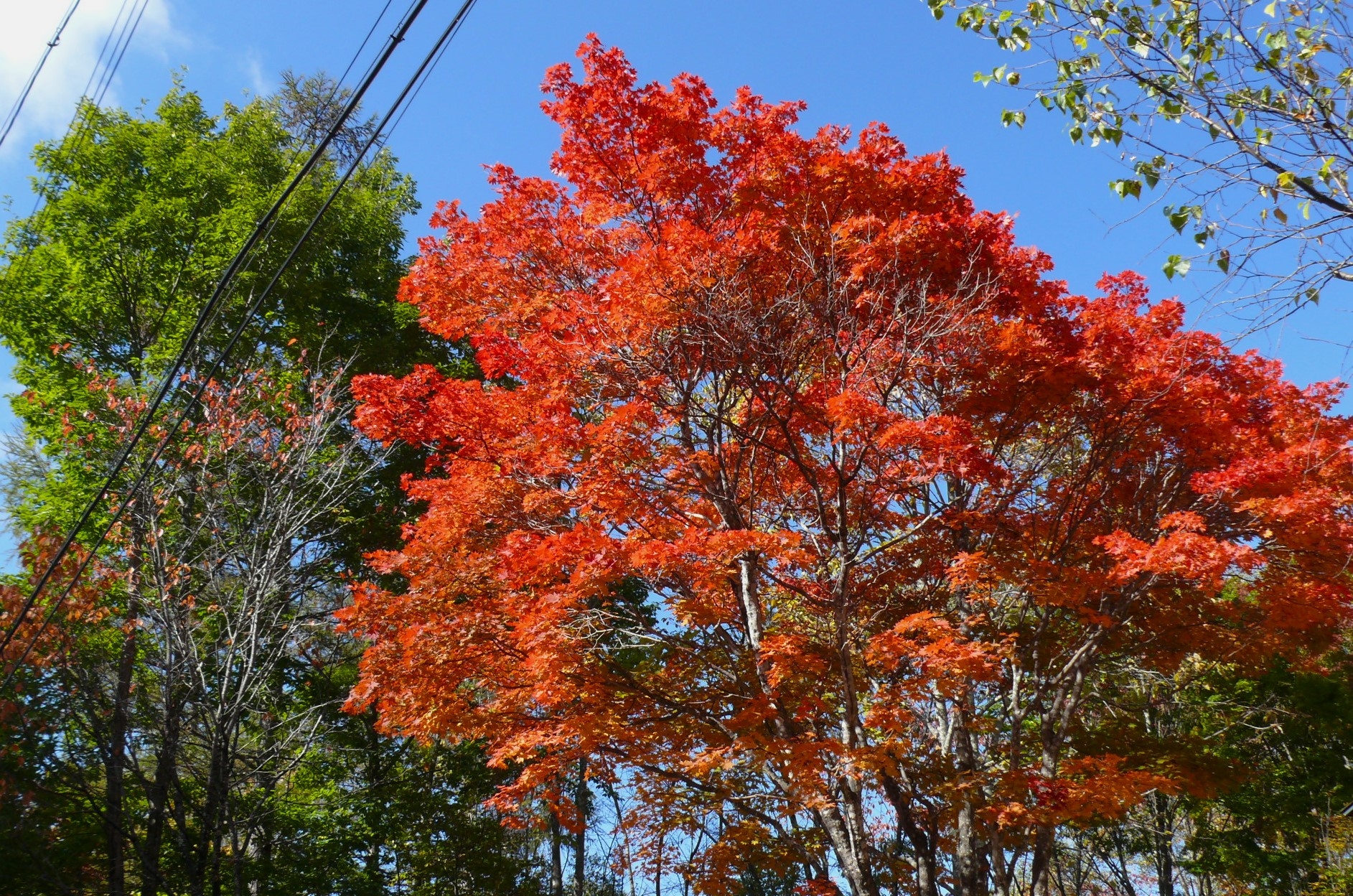 http://www.alpico.co.jp/shikinomori/news/images/P1360840.JPG