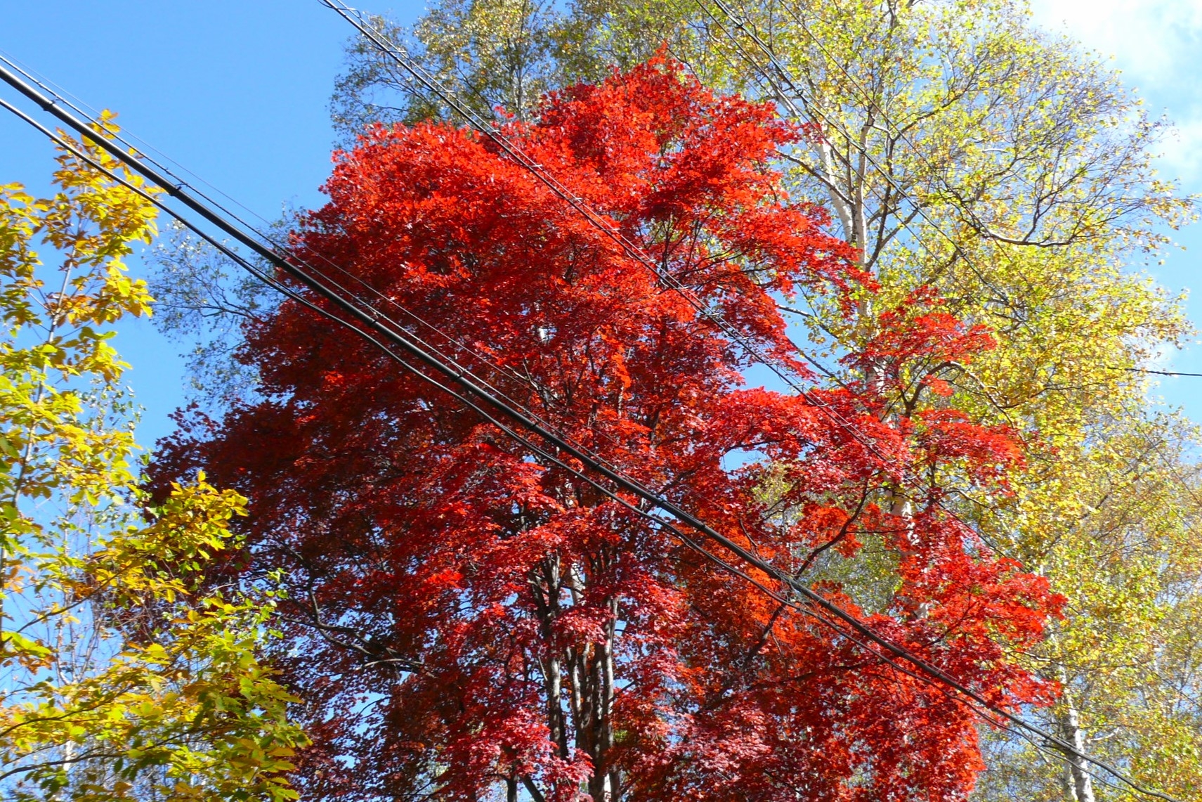 http://www.alpico.co.jp/shikinomori/news/images/P1360849.JPG