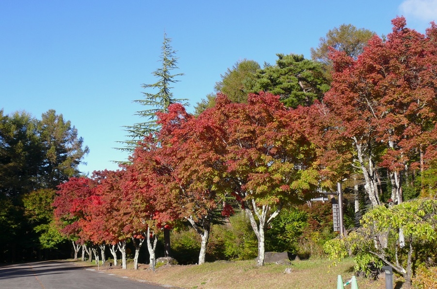 http://www.alpico.co.jp/shikinomori/news/images/P1360909.JPG