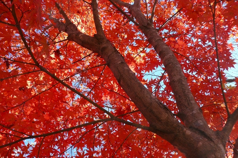 http://www.alpico.co.jp/shikinomori/news/images/P1370234.JPG
