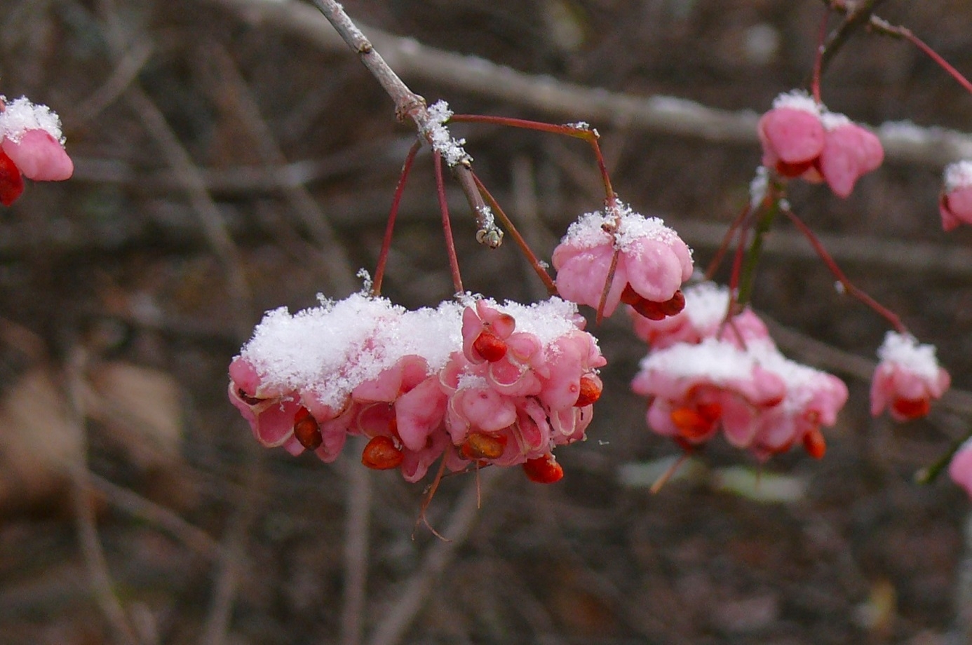 http://www.alpico.co.jp/shikinomori/news/images/P1370499.JPG