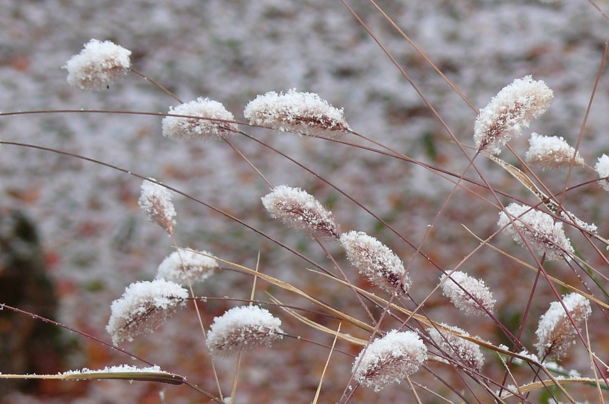 http://www.alpico.co.jp/shikinomori/news/images/P1370505.JPG