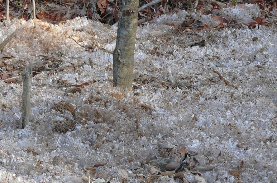 http://www.alpico.co.jp/shikinomori/news/images/P1380144.JPG