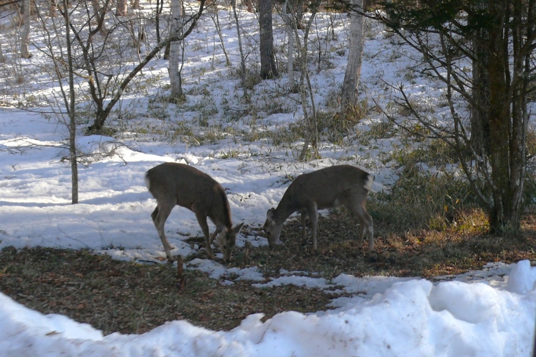 http://www.alpico.co.jp/shikinomori/news/images/P1400512.JPG