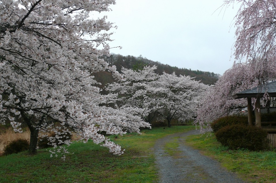 http://www.alpico.co.jp/shikinomori/news/images/P1400945.JPG