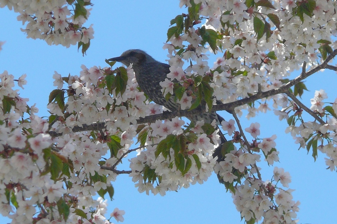 http://www.alpico.co.jp/shikinomori/news/images/P1410521.JPG