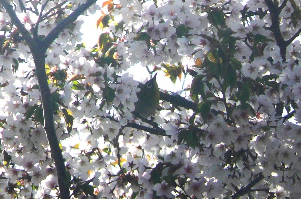http://www.alpico.co.jp/shikinomori/news/images/P1410531.JPG