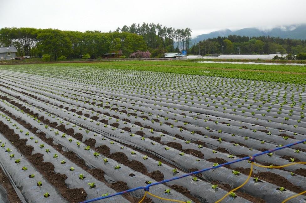http://www.alpico.co.jp/shikinomori/news/images/P1410767.JPG