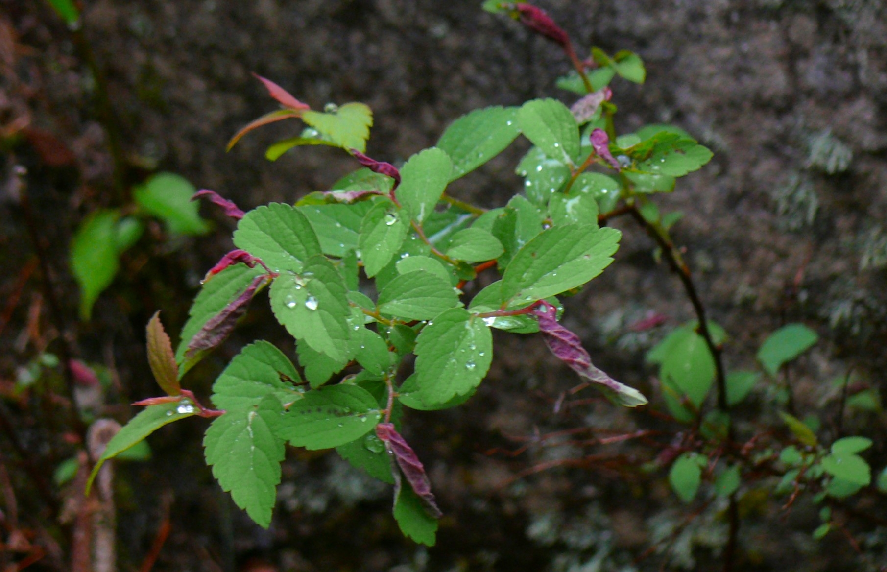 http://www.alpico.co.jp/shikinomori/news/images/P1410954.JPG