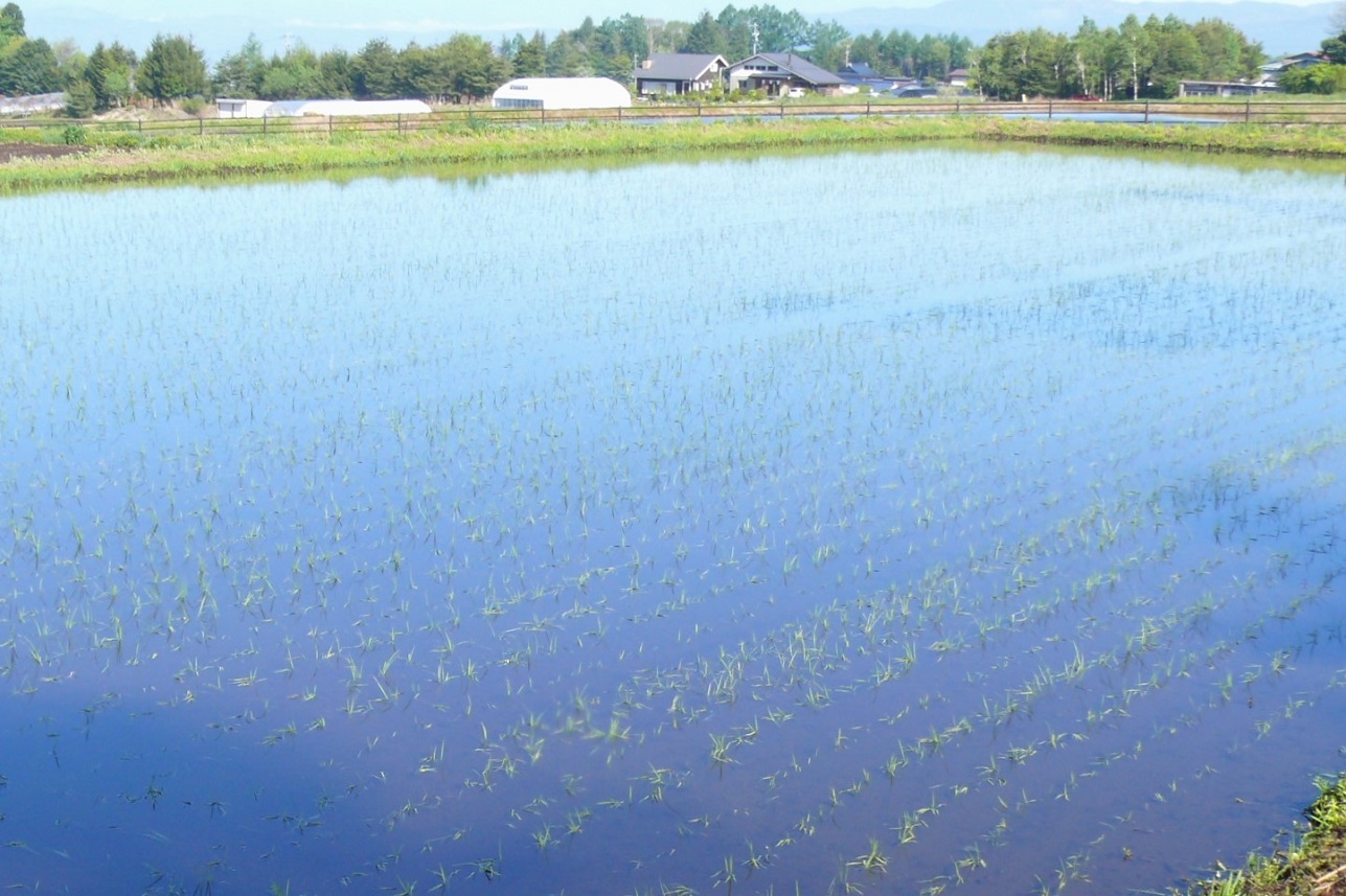 http://www.alpico.co.jp/shikinomori/news/images/P1410960.JPG