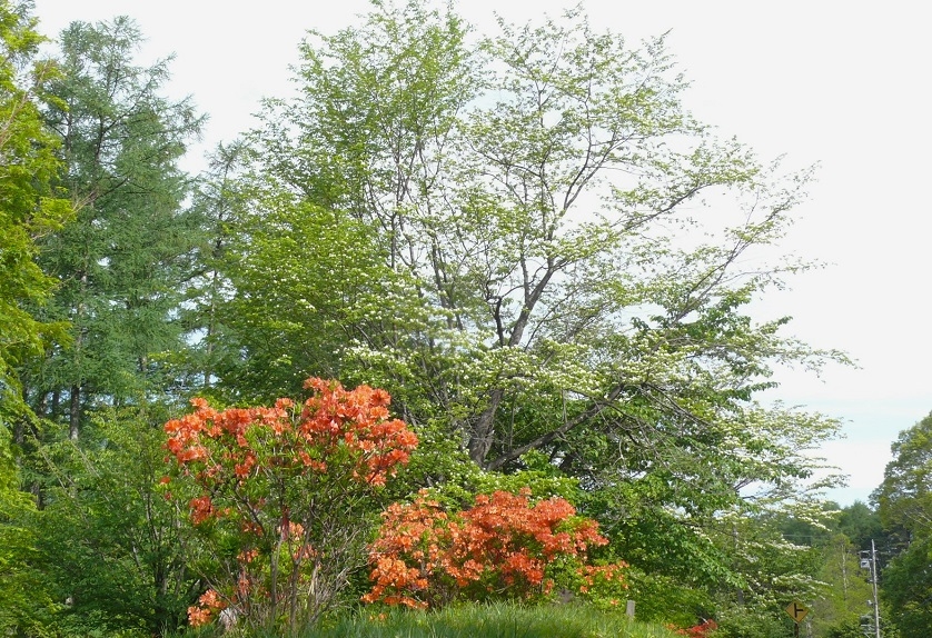 http://www.alpico.co.jp/shikinomori/news/images/P1420212.JPG