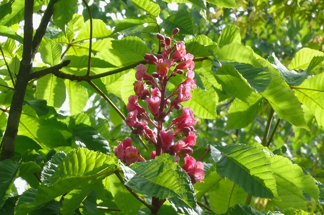 http://www.alpico.co.jp/shikinomori/news/images/P1420221.JPG