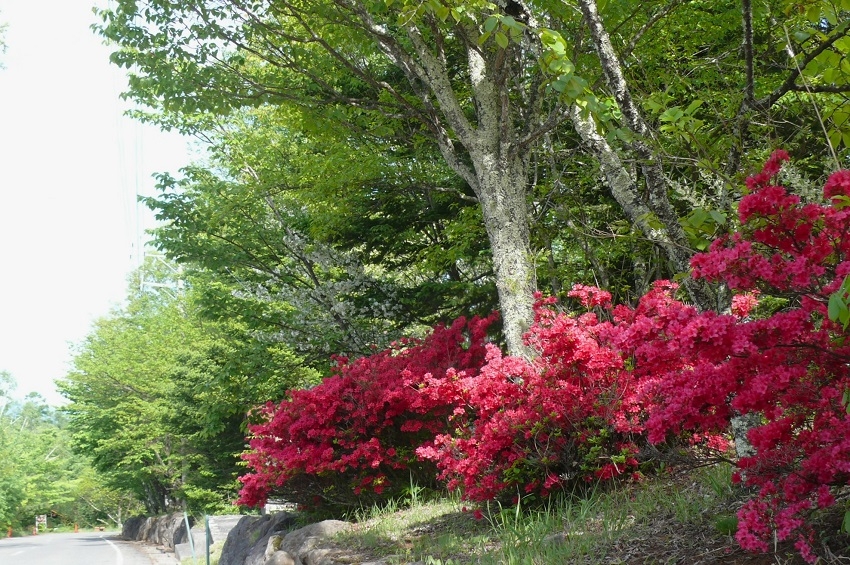 http://www.alpico.co.jp/shikinomori/news/images/P1420224.JPG