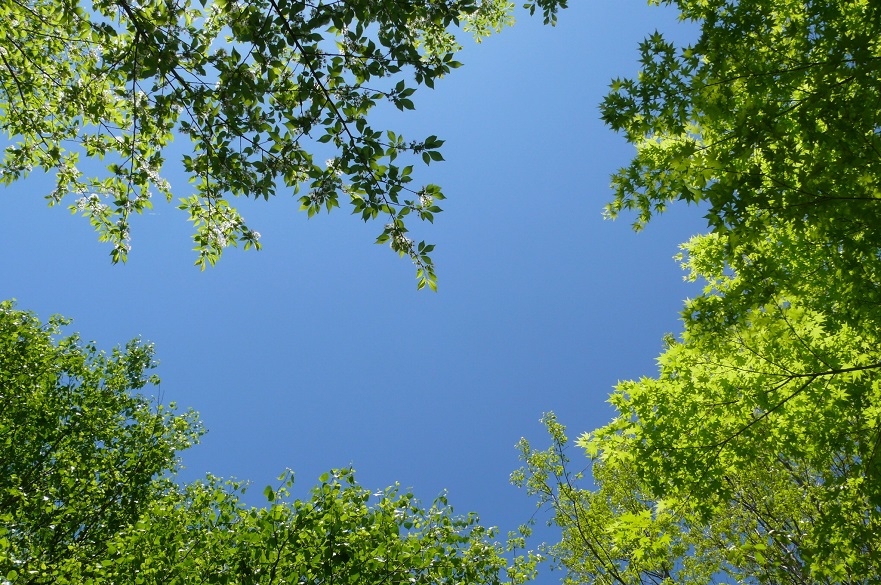 http://www.alpico.co.jp/shikinomori/news/images/P1420255.JPG