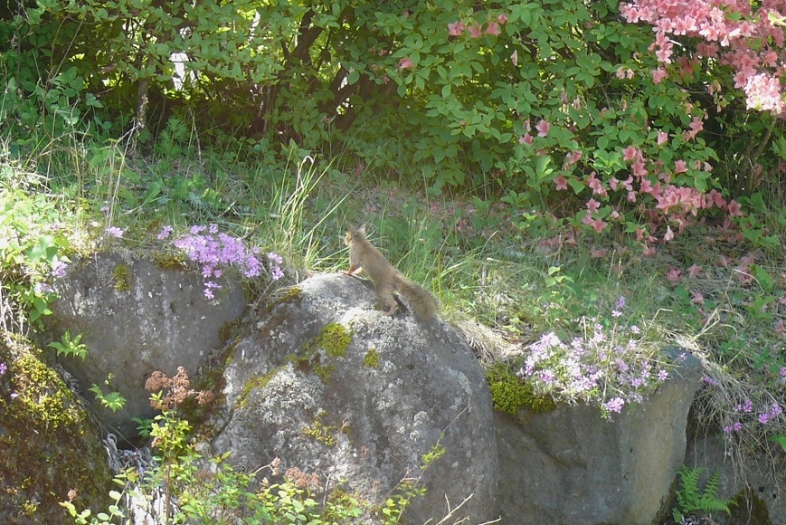 http://www.alpico.co.jp/shikinomori/news/images/P1420481.JPG