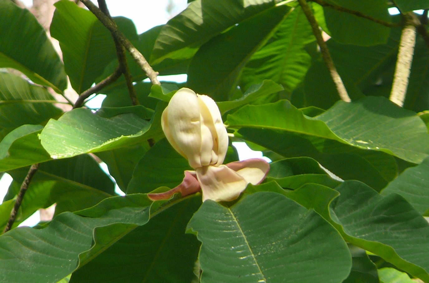 http://www.alpico.co.jp/shikinomori/news/images/P1420510.JPG