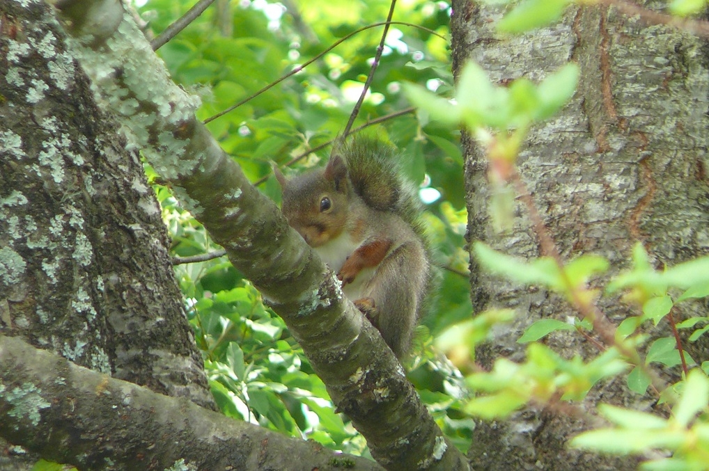 http://www.alpico.co.jp/shikinomori/news/images/P1420535.JPG