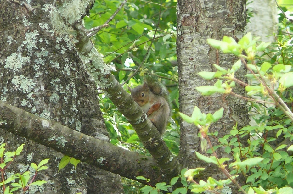 http://www.alpico.co.jp/shikinomori/news/images/P1420541.JPG