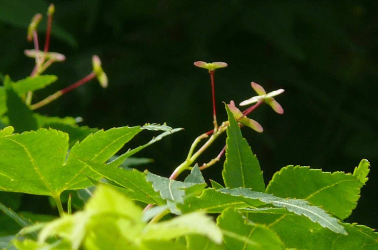 http://www.alpico.co.jp/shikinomori/news/images/P1420646.JPG