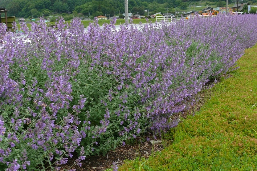 http://www.alpico.co.jp/shikinomori/news/images/P1420692.JPG